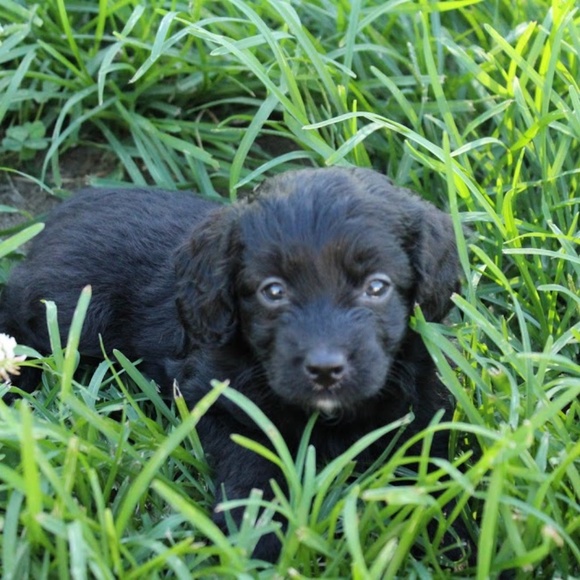 Meet your Posher, Lauren - Picture 3 of 3